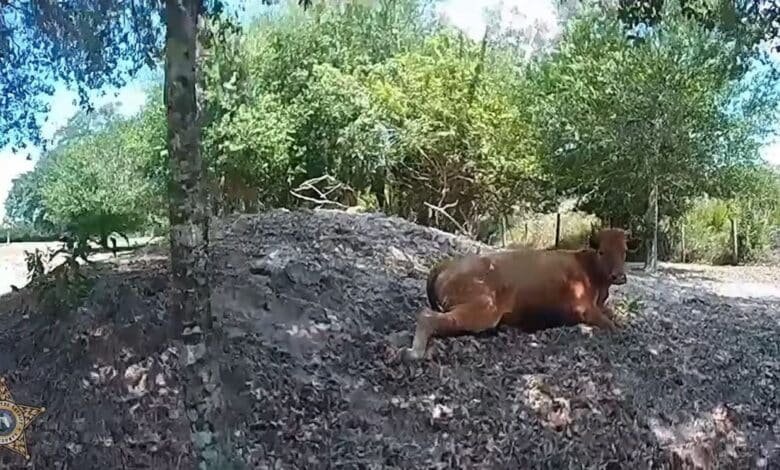 Florida's man triggers the neighbor's cow 5 times after he wandered for his property