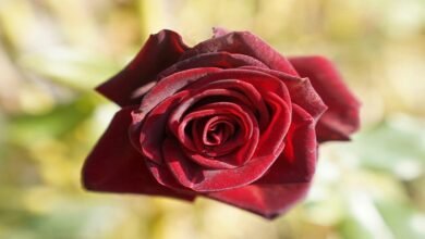 love shayari in hindi