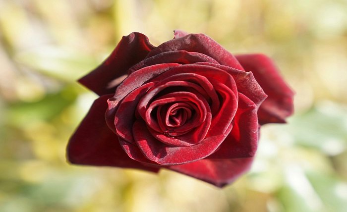 love shayari in hindi