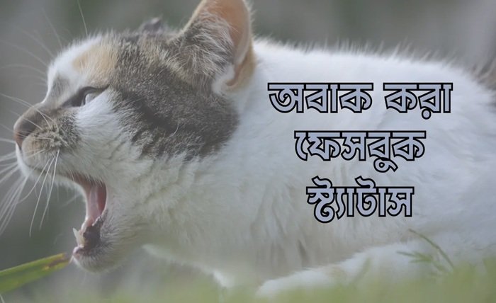 অবাক করা ফেসবুক স্ট্যাটাস