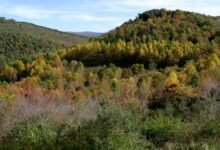 Missing West Virginia coal miner found dead after nearly a week trapped underground: Governor
